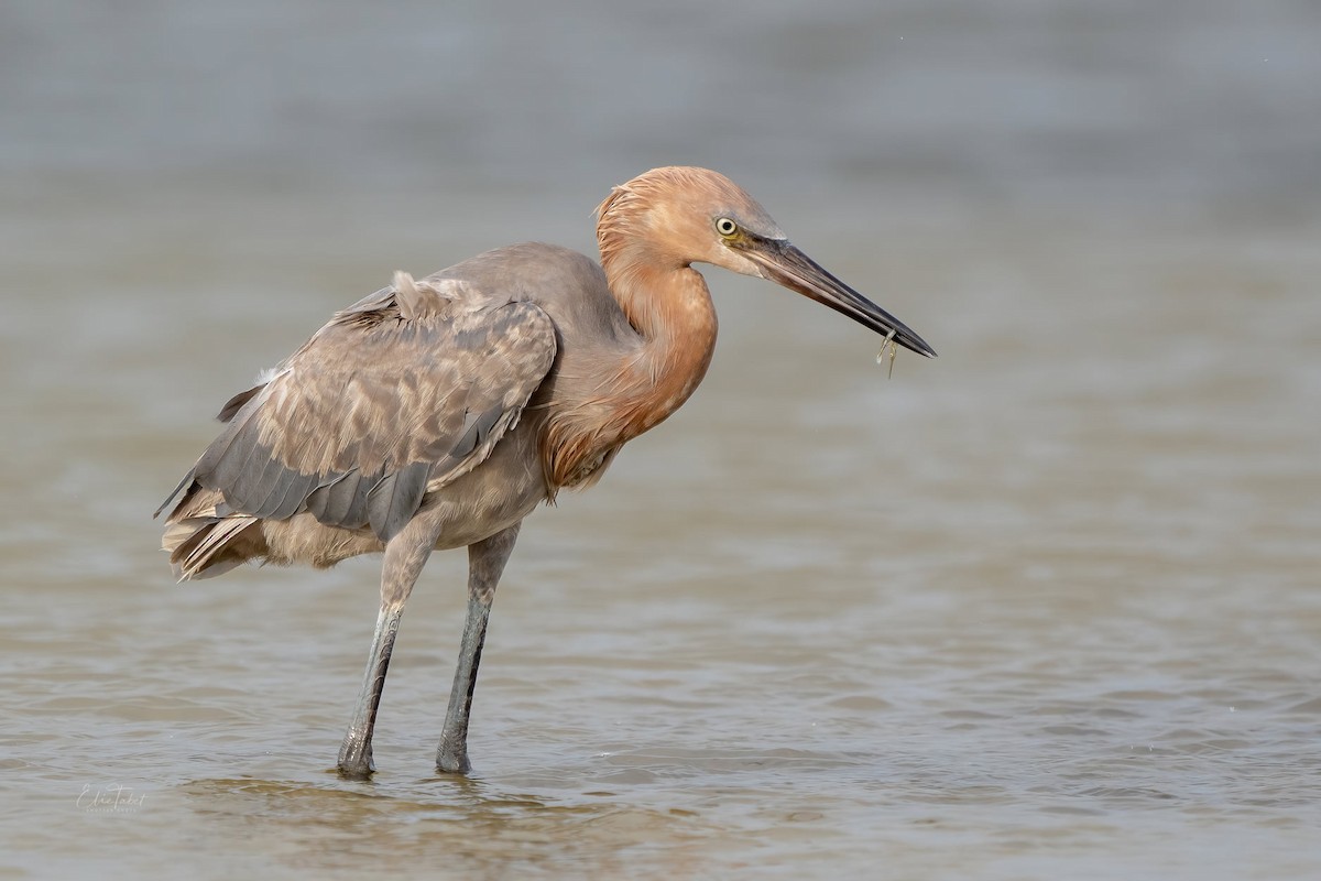 Reddish Egret - ML358951391