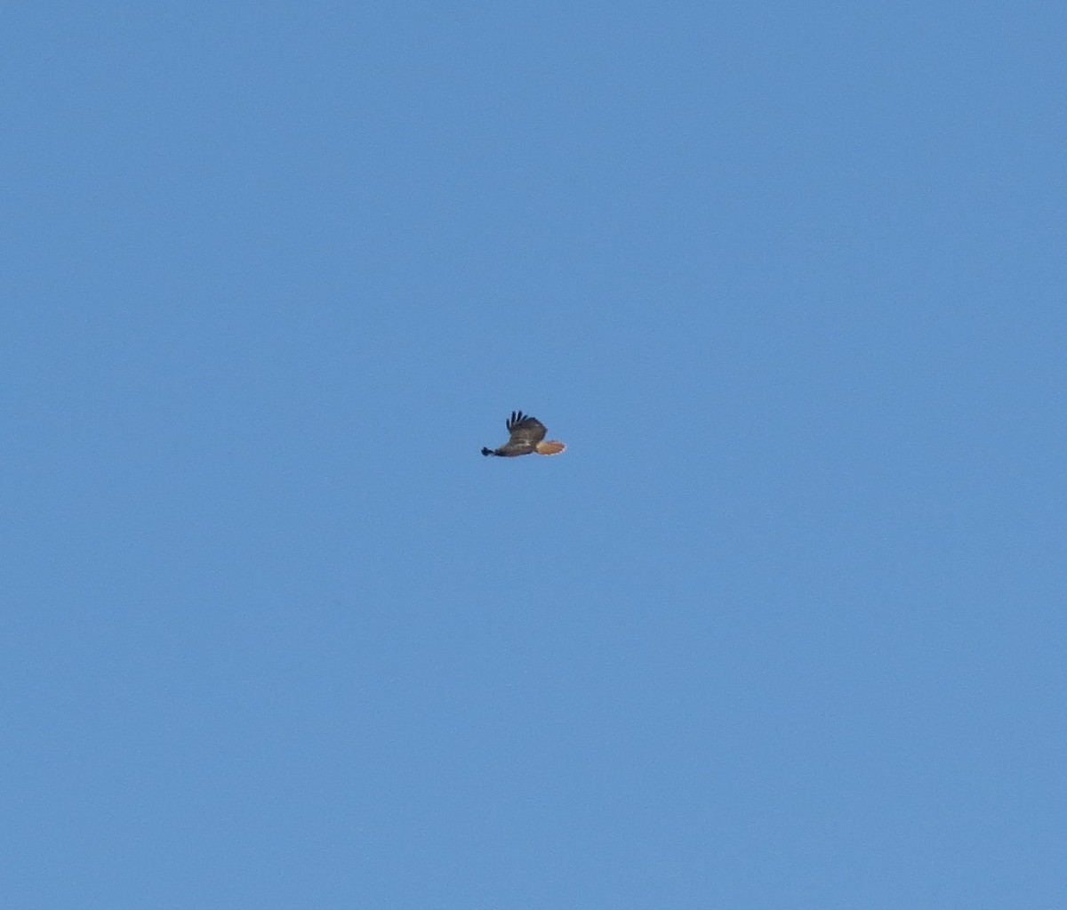 Red-tailed Hawk - Rocki Adams