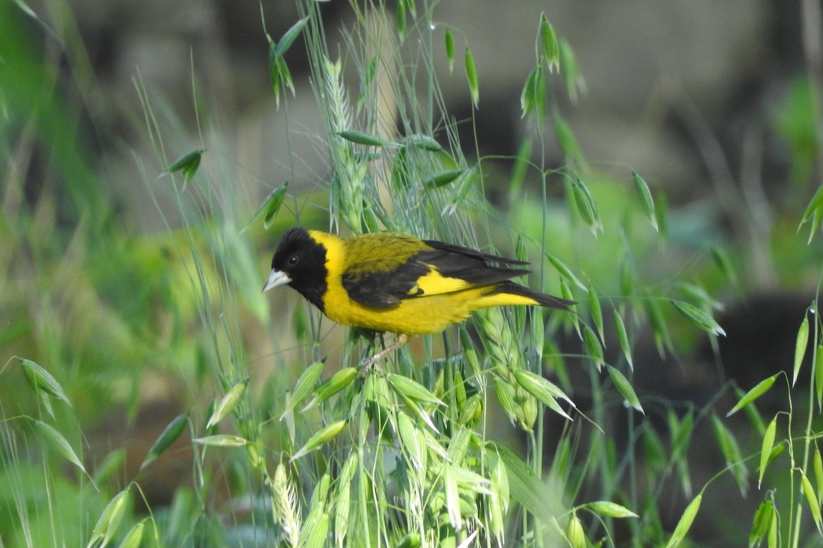 Black-headed Siskin - Anuar López