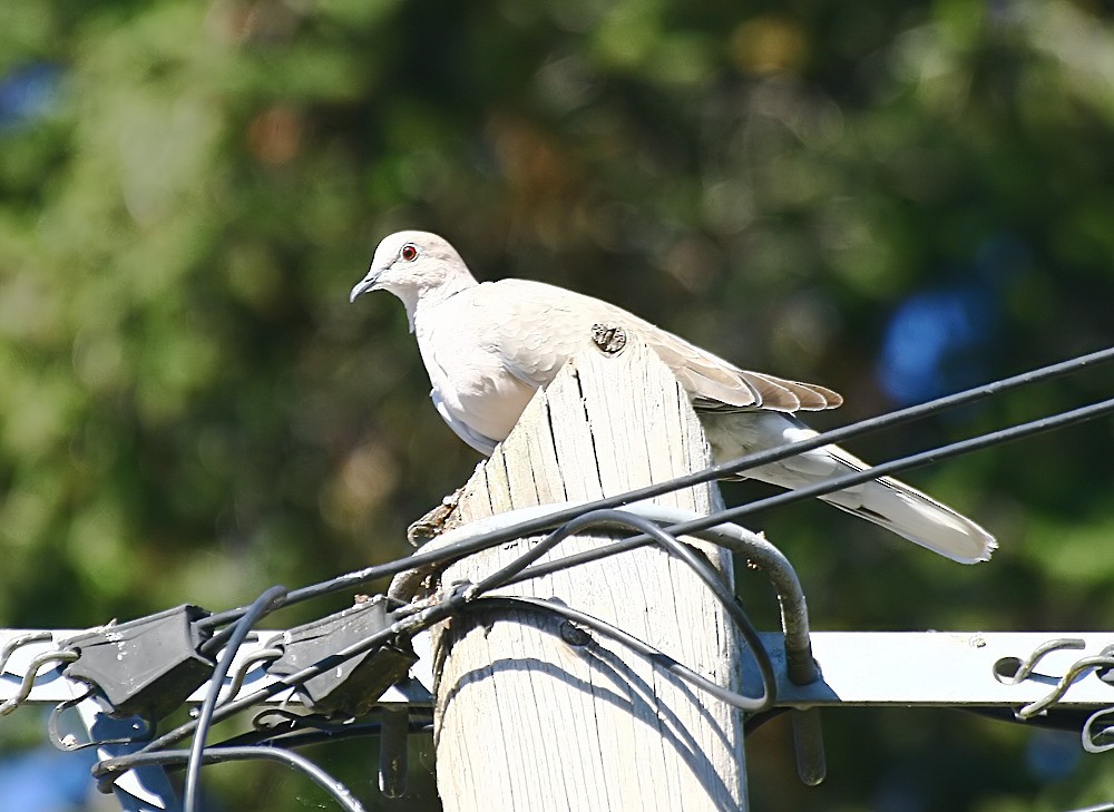 Eurasian Collared-Dove - Gonçalo Elias