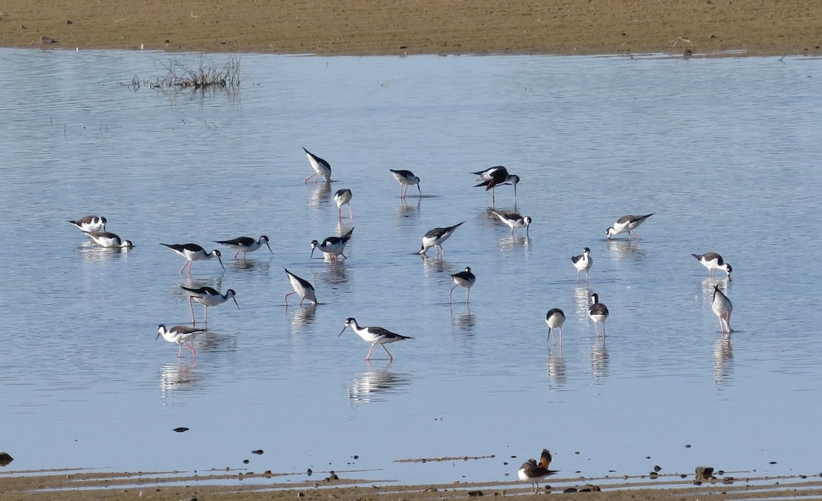 Black-necked Stilt - Rocki Adams