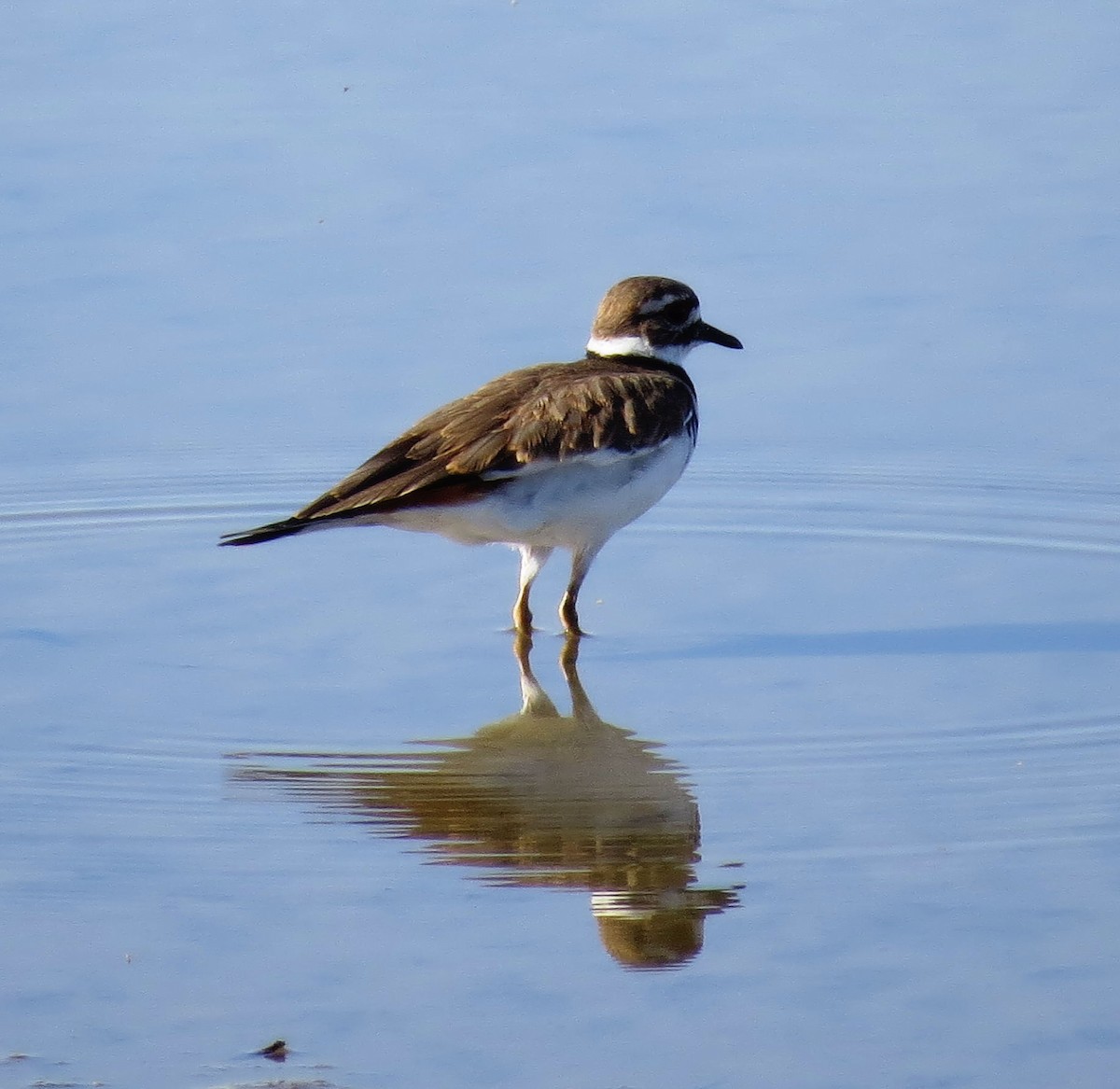 Killdeer - ML35895441