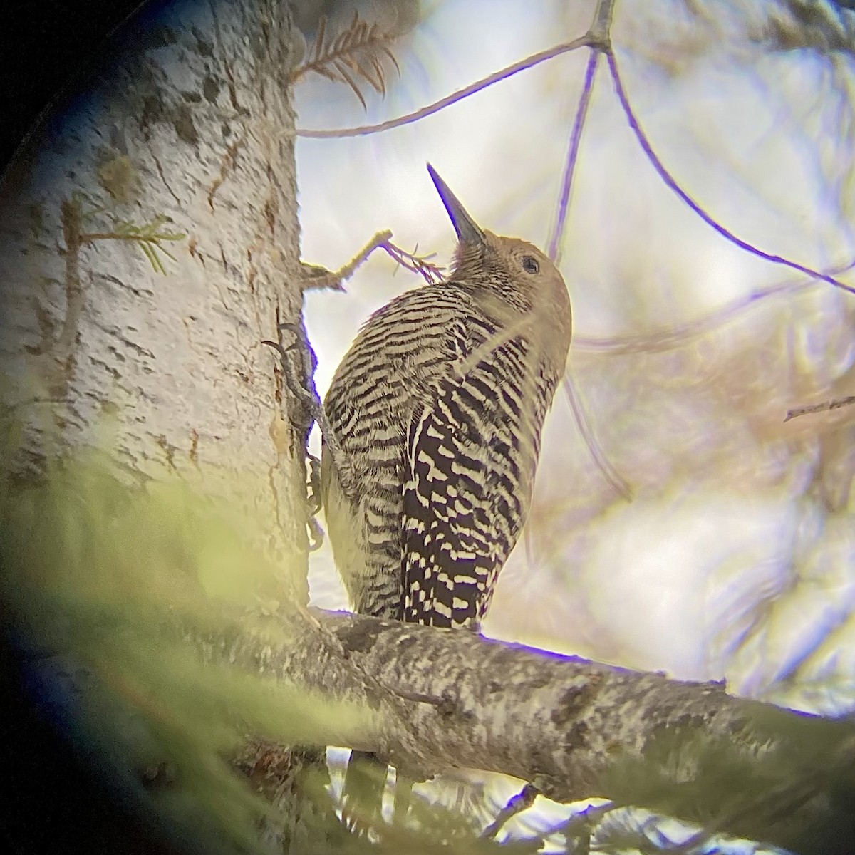 Williamson's Sapsucker - Josh McLaughlin