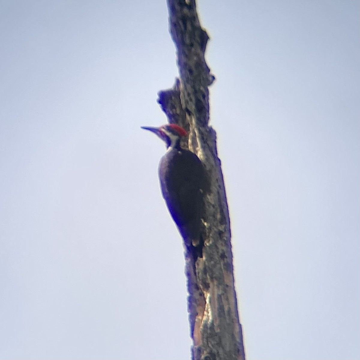 Pileated Woodpecker - Josh McLaughlin