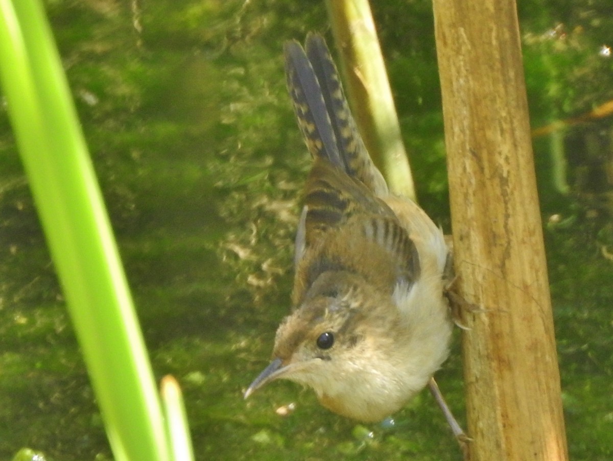 Marsh Wren - Kent Miller