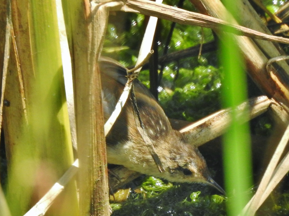 Marsh Wren - ML358954881