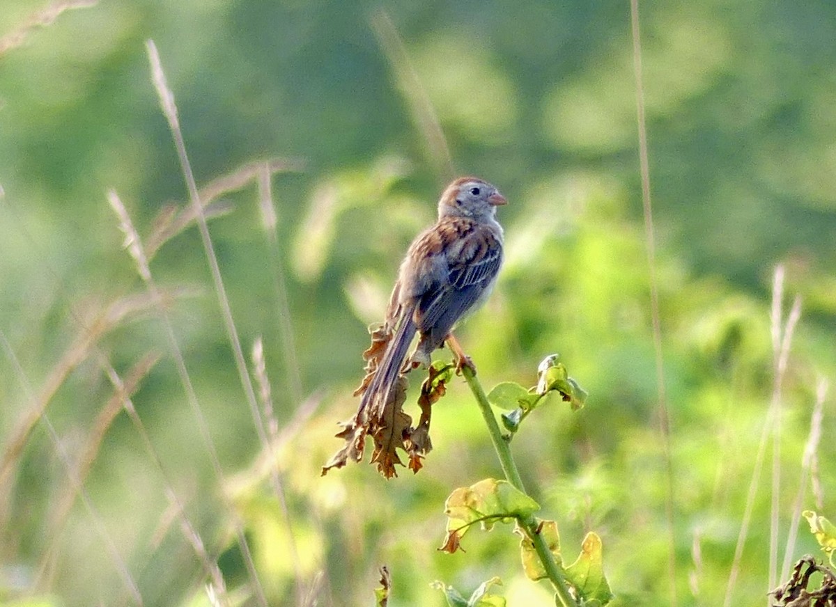 Field Sparrow - ML358954911