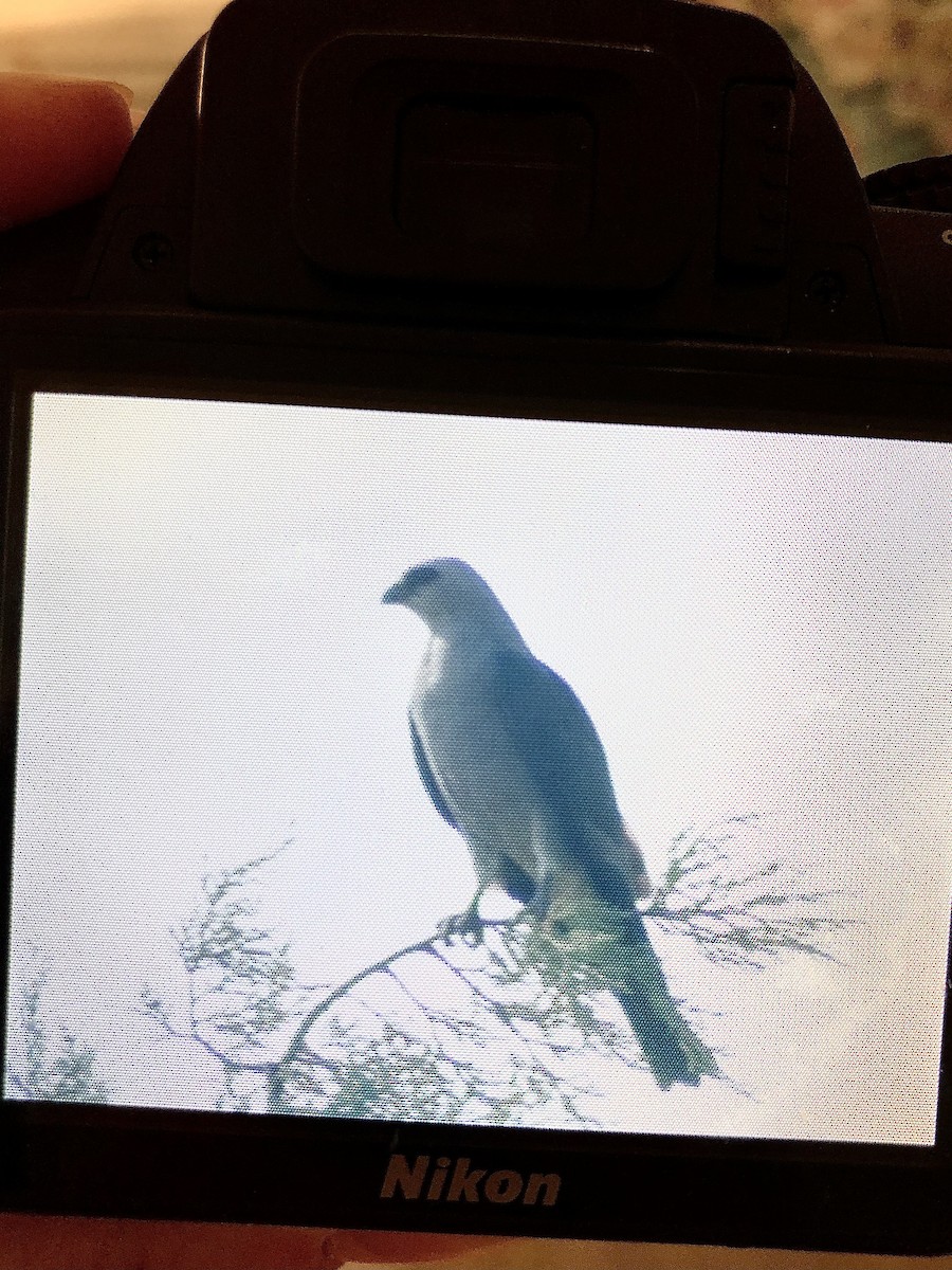 Mississippi Kite - ML358955151