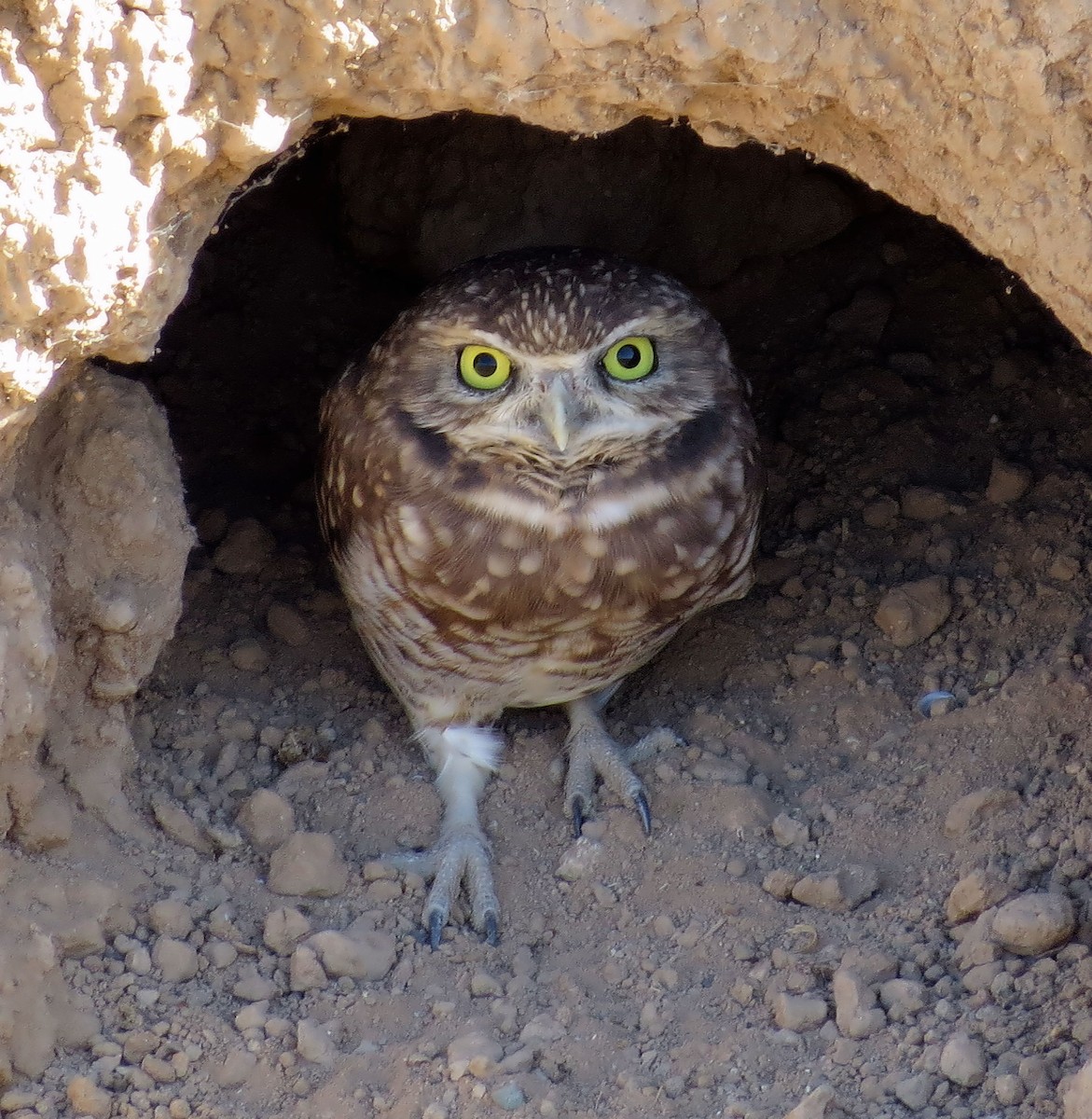 Burrowing Owl - Rocki Adams