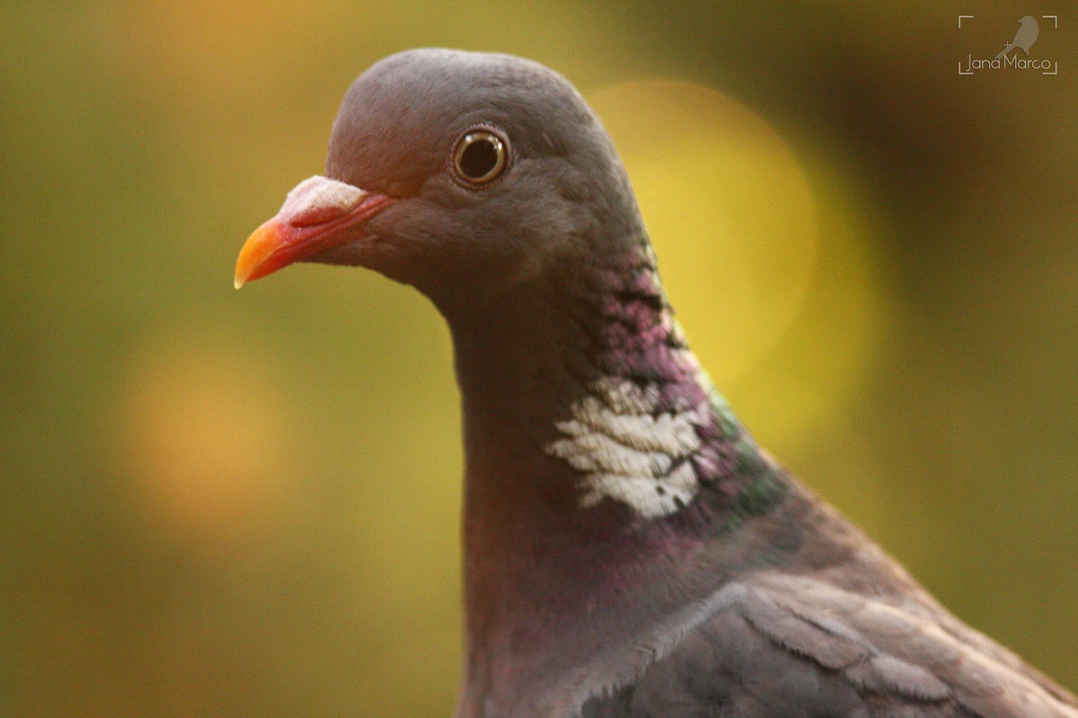 Common Wood-Pigeon - ML358956451