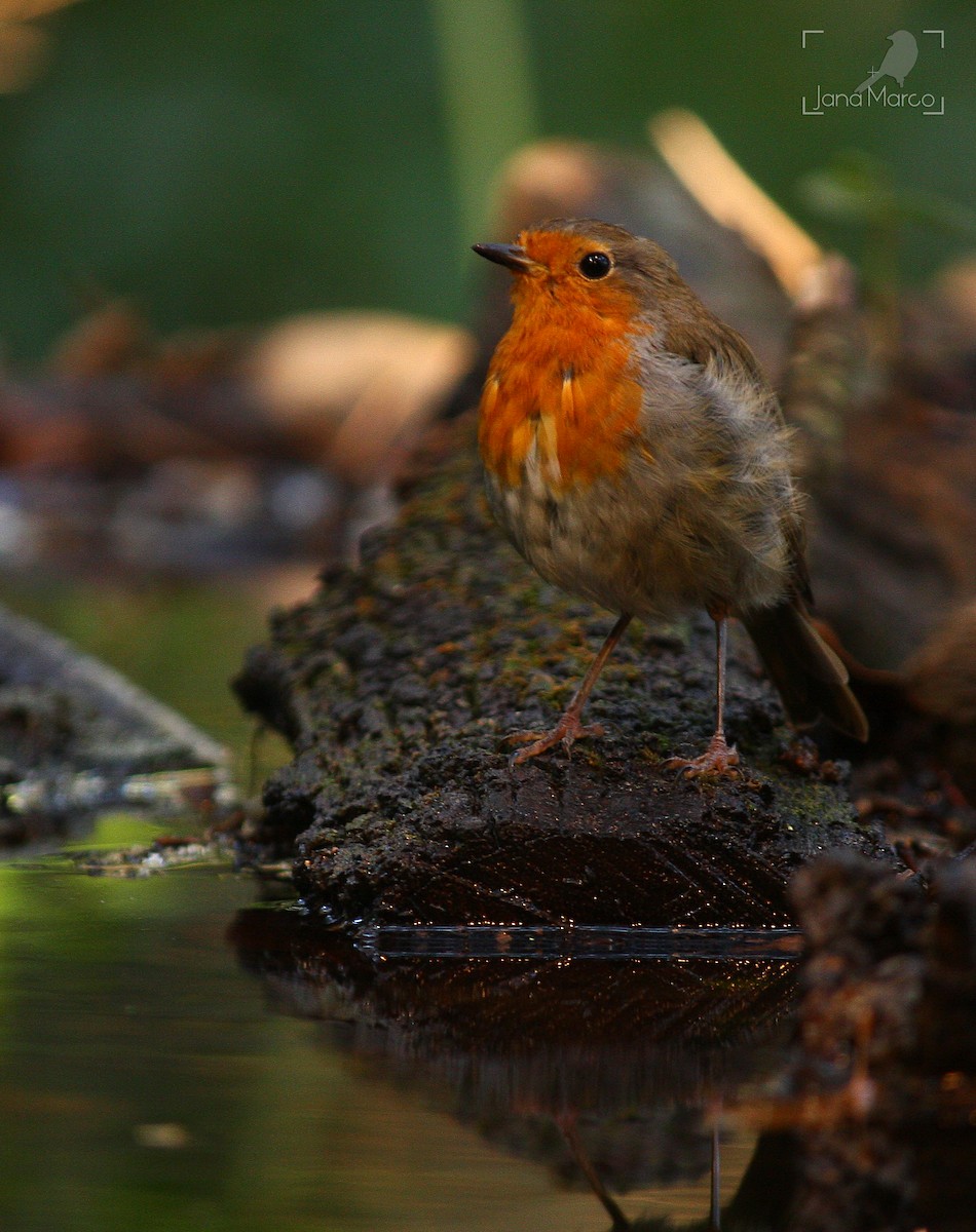 European Robin - ML358956571