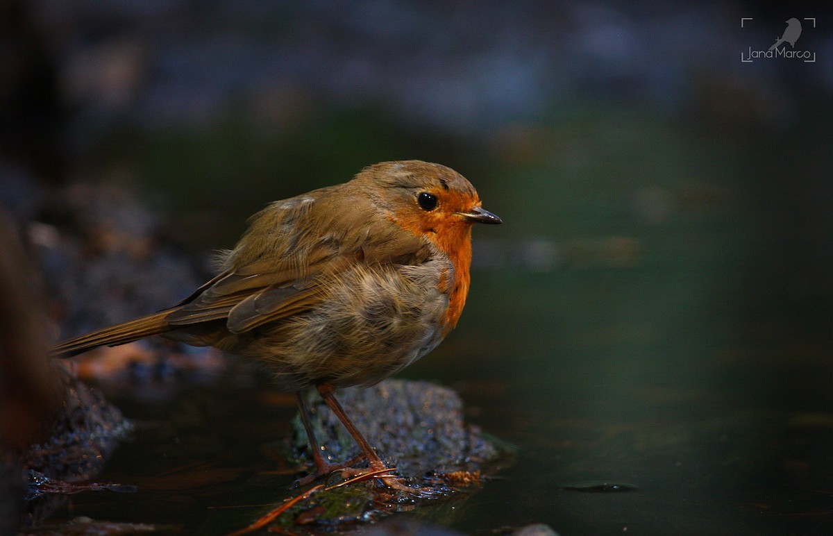 European Robin - ML358956581