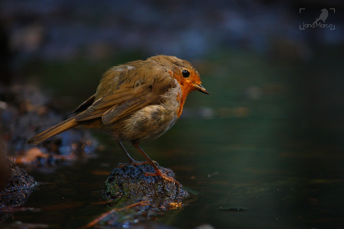 European Robin - ML358956591