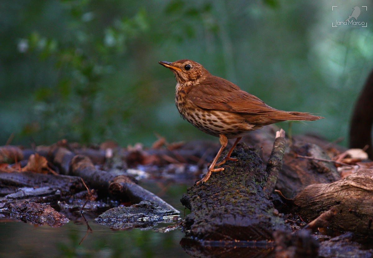 Song Thrush - Jana Marco