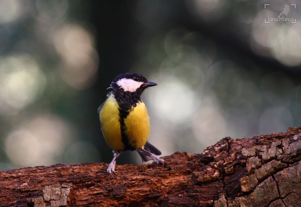 Great Tit - ML358956661