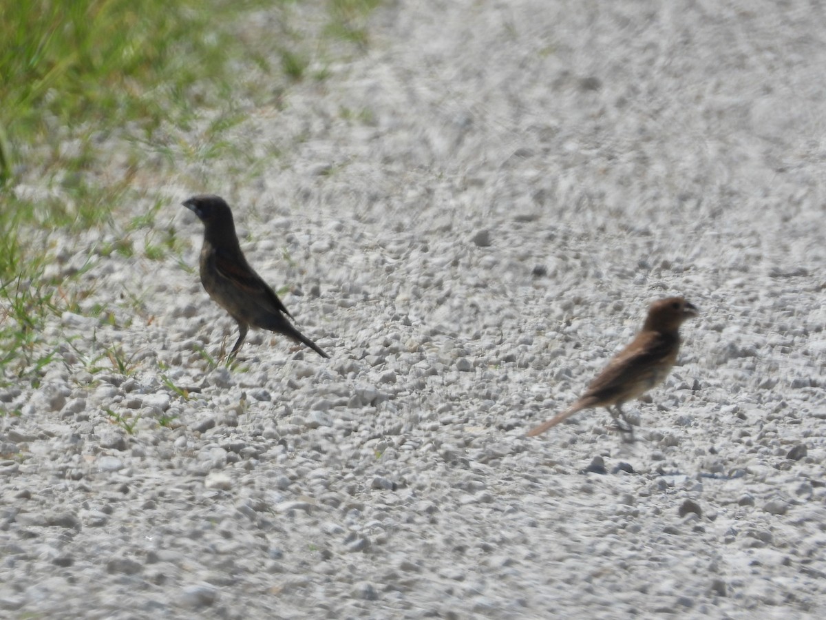 Blue Grosbeak - ML358956671