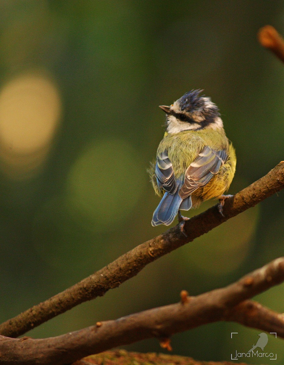 Eurasian Blue Tit - ML358956681