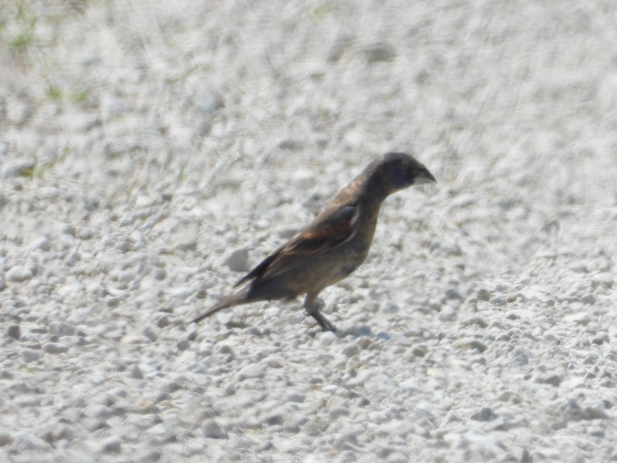 Blue Grosbeak - ML358956691