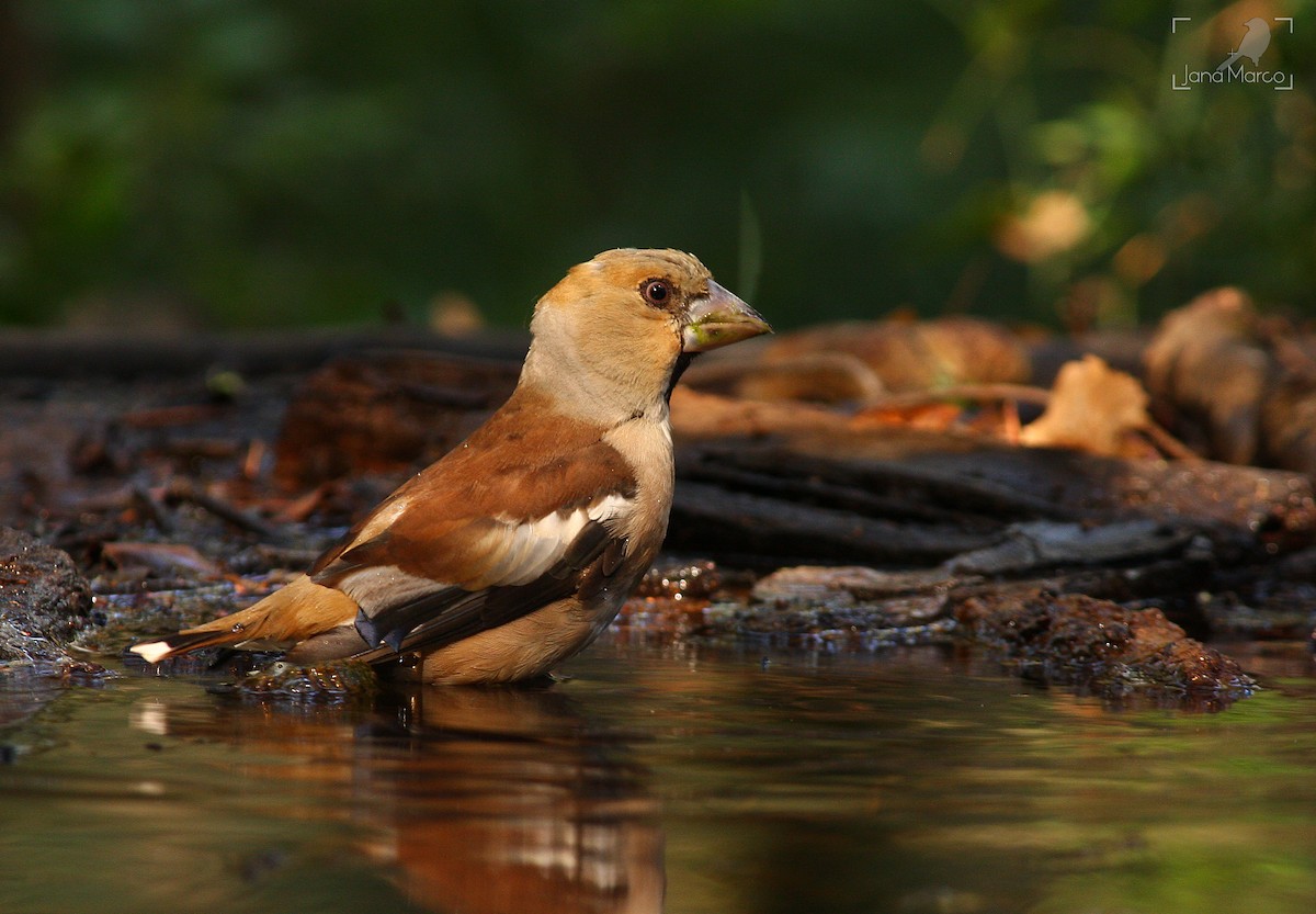 Hawfinch - ML358956741