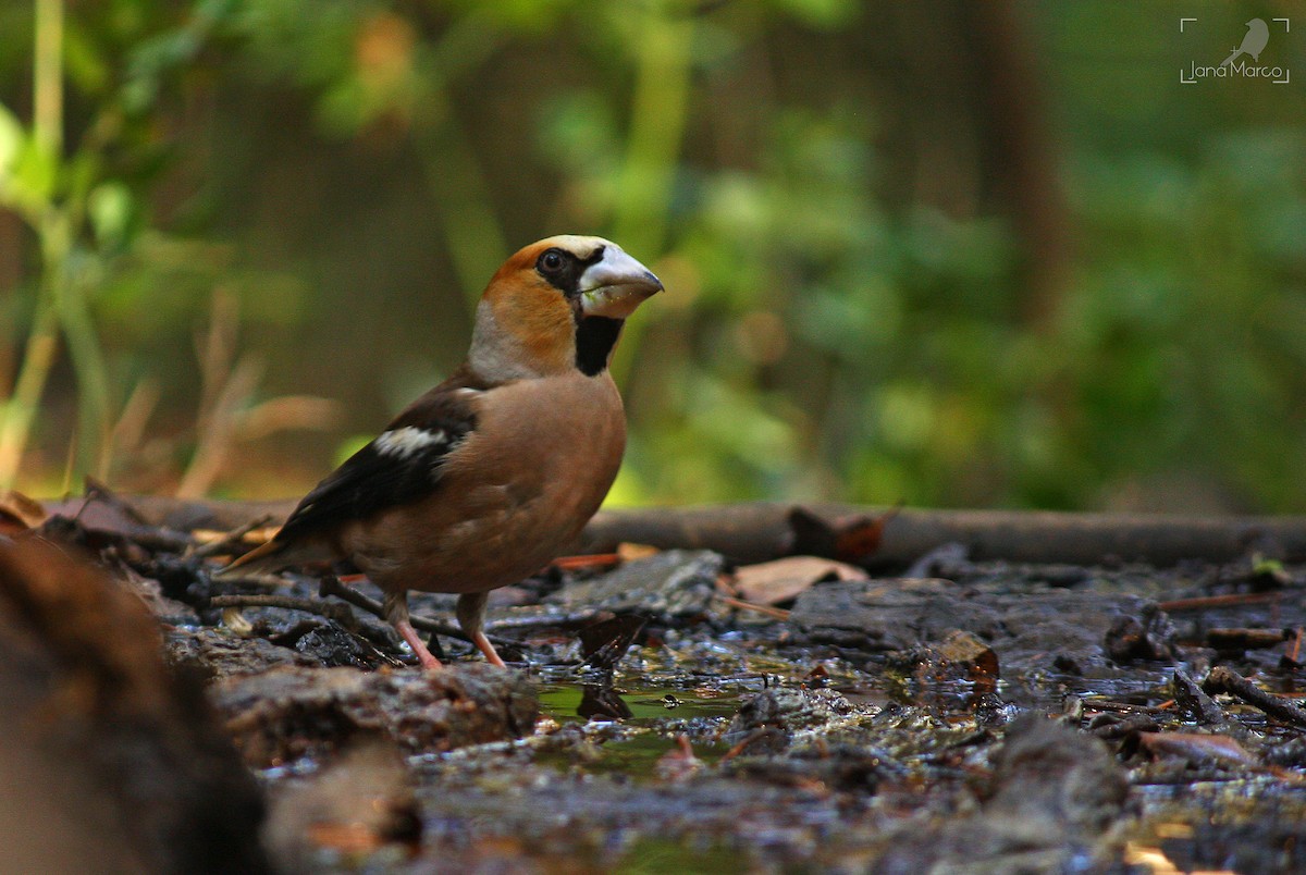 Hawfinch - ML358956751