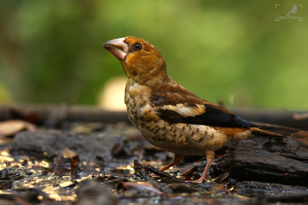 Hawfinch - ML358956781