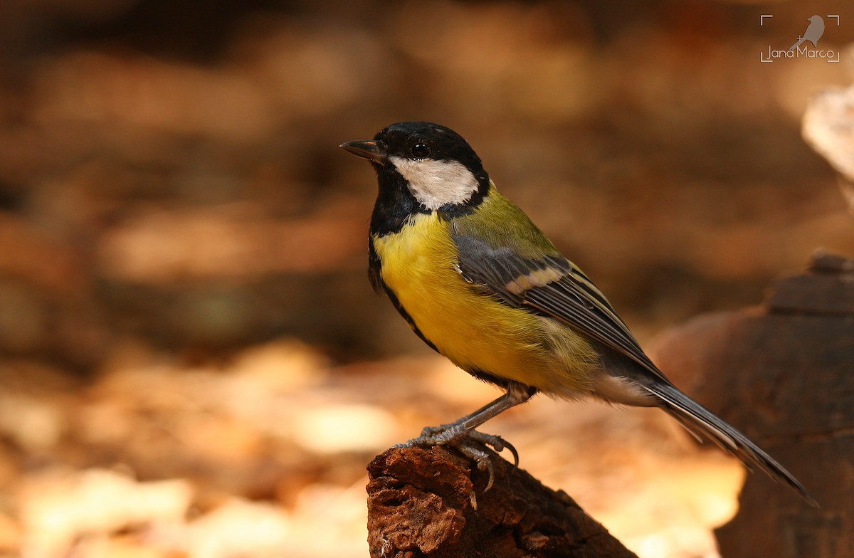 Great Tit - ML358956971