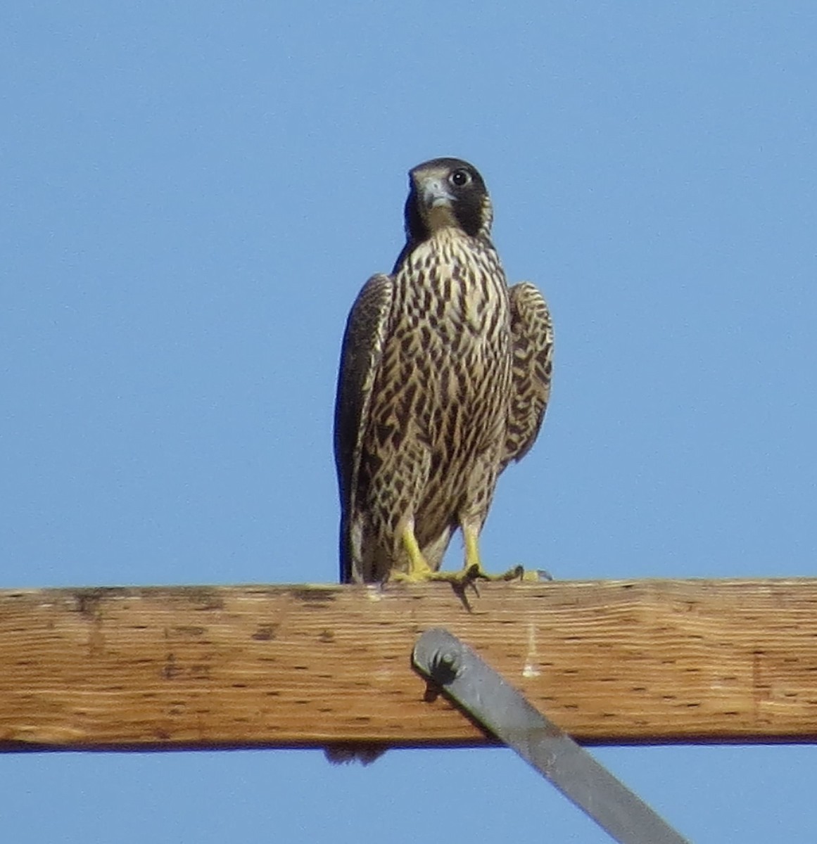 Peregrine Falcon - Rocki Adams