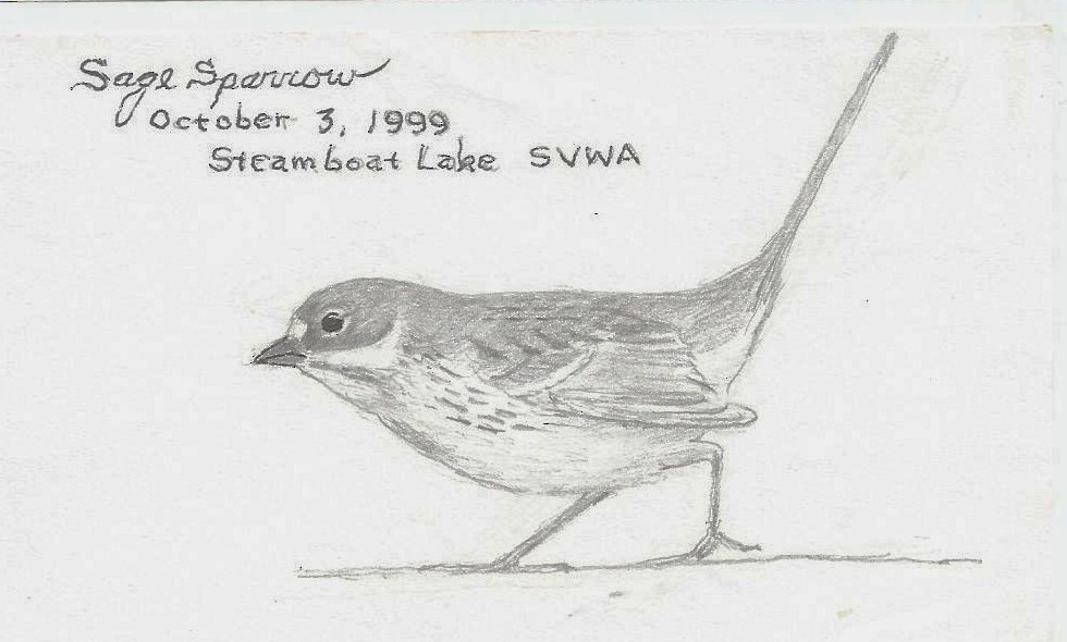 Sagebrush Sparrow - Ray Ekstrom