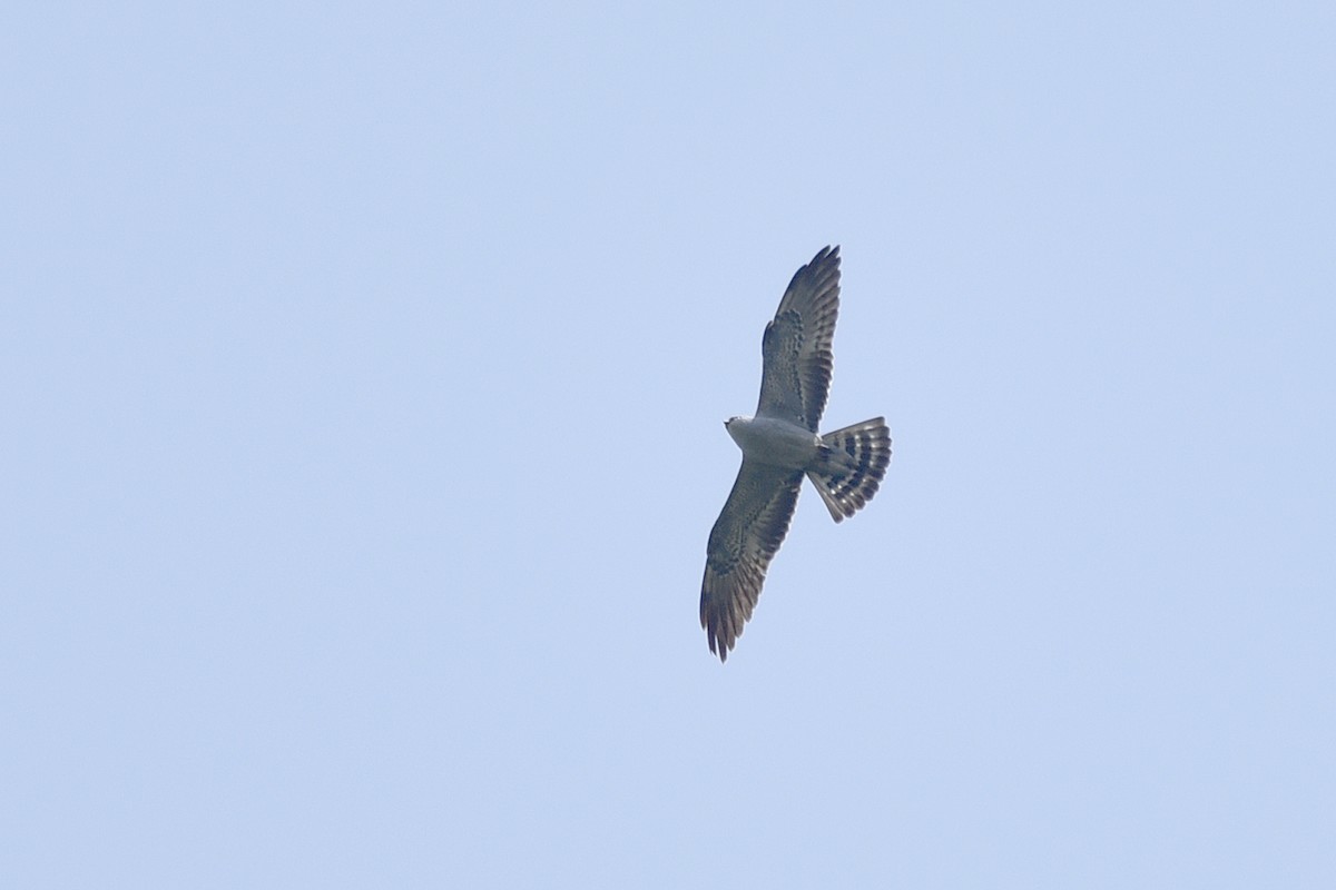 Mississippi Kite - ML358958721