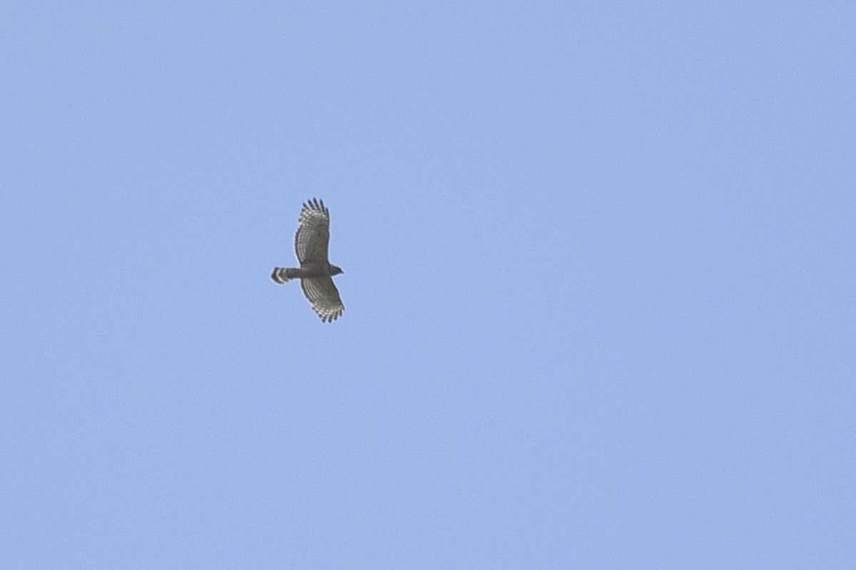 Red-shouldered Hawk - ML358958791