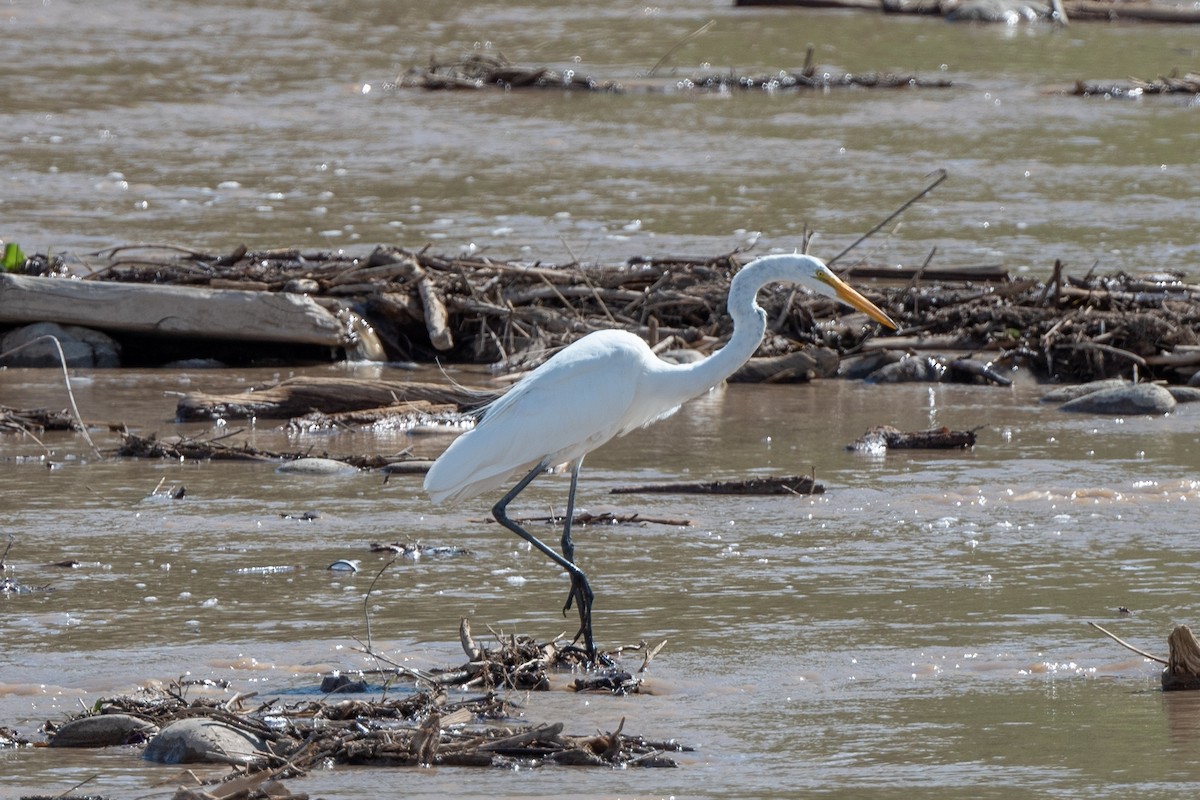 Цасч дэглий - ML358959271