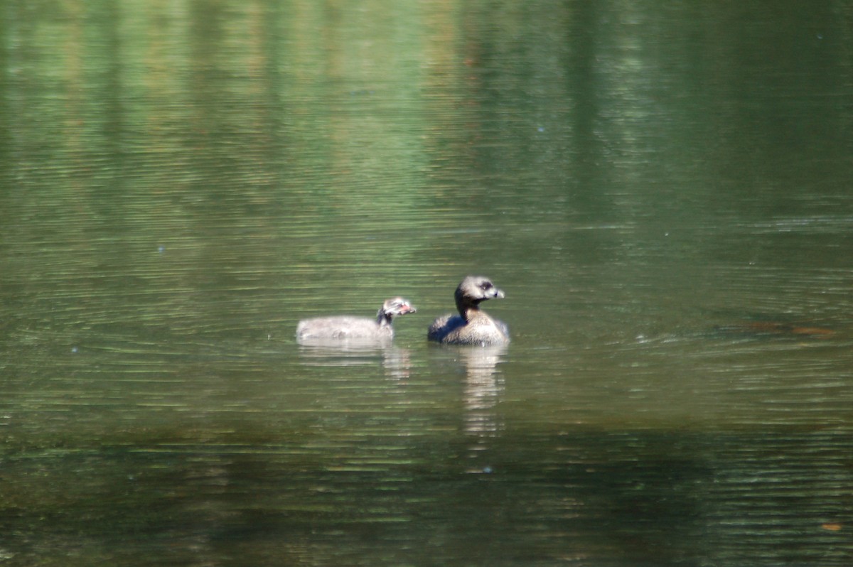 Pied-billed Grebe - ML358960601