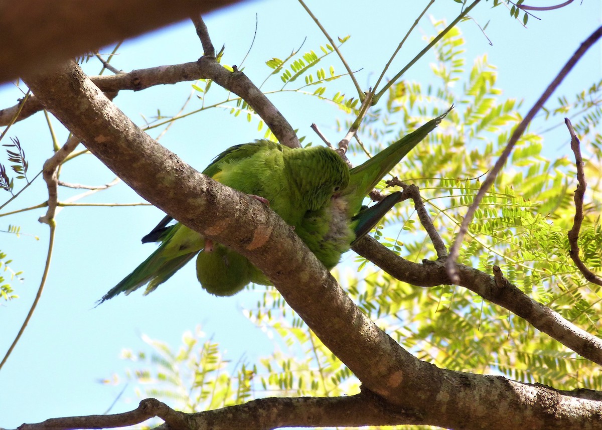 Yellow-chevroned Parakeet - ML358962001