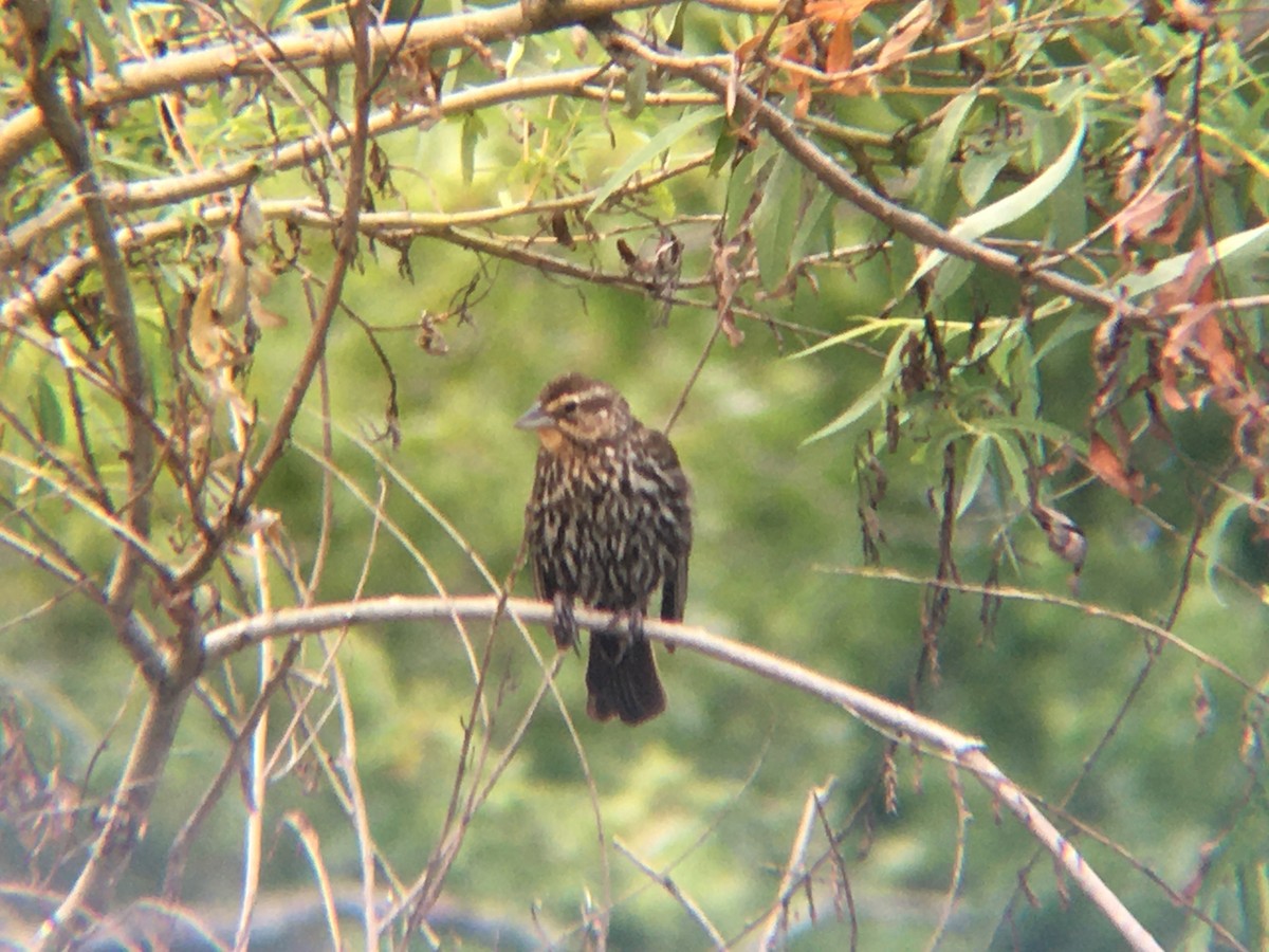 Red-winged Blackbird - ML358962091