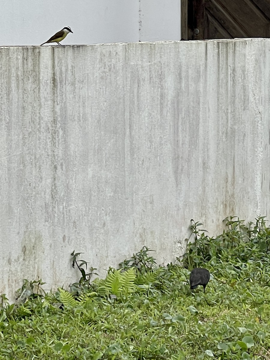 Bare-faced Ibis - Clarisse Odebrecht