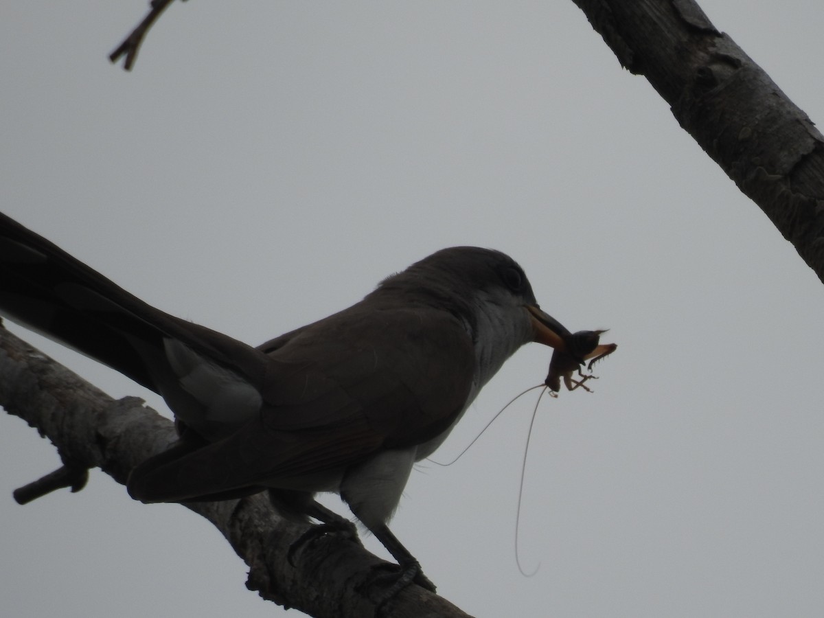 Yellow-billed Cuckoo - ML358962401