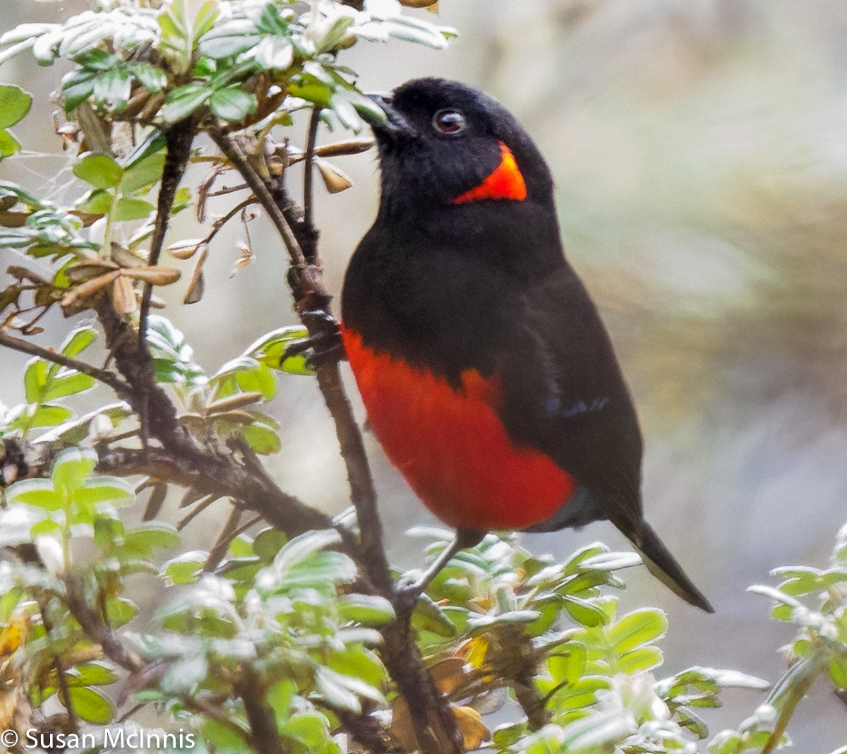 Scarlet-bellied Mountain Tanager - ML358962791