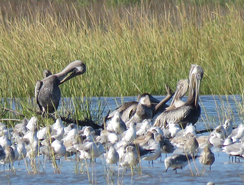 pelikán hnědý - ML35896301