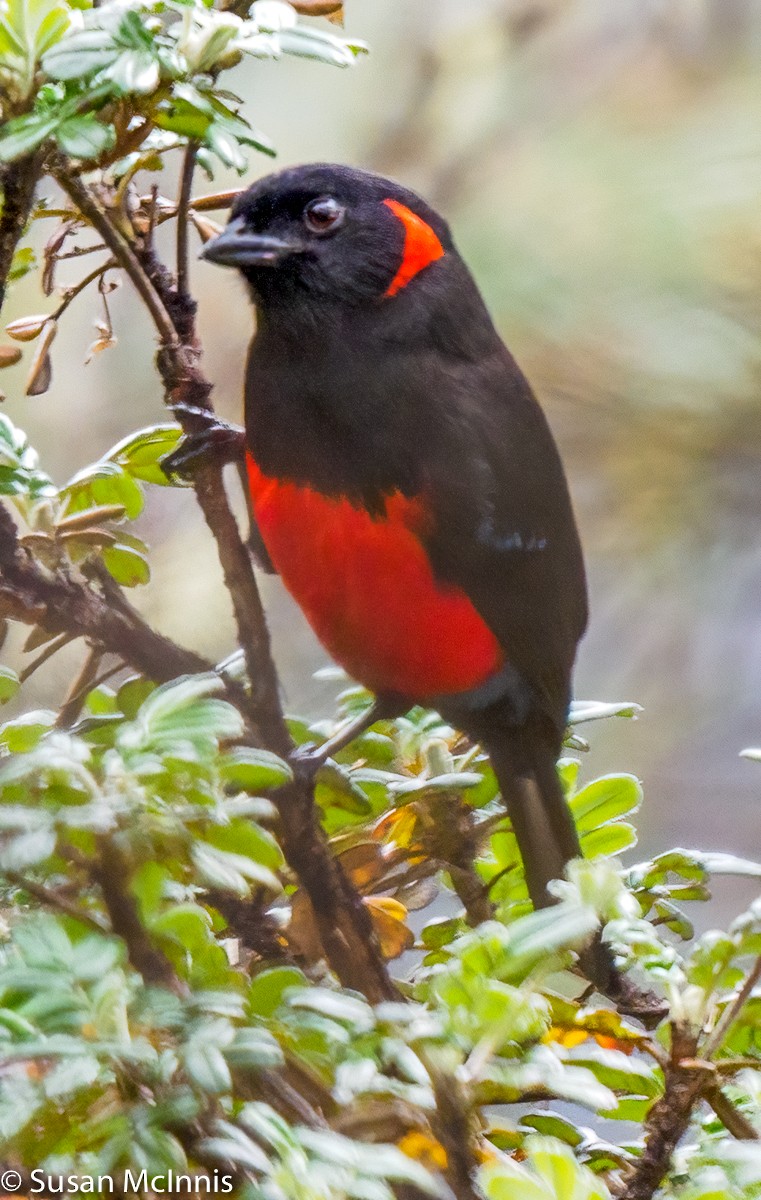 Scarlet-bellied Mountain Tanager - ML358963211