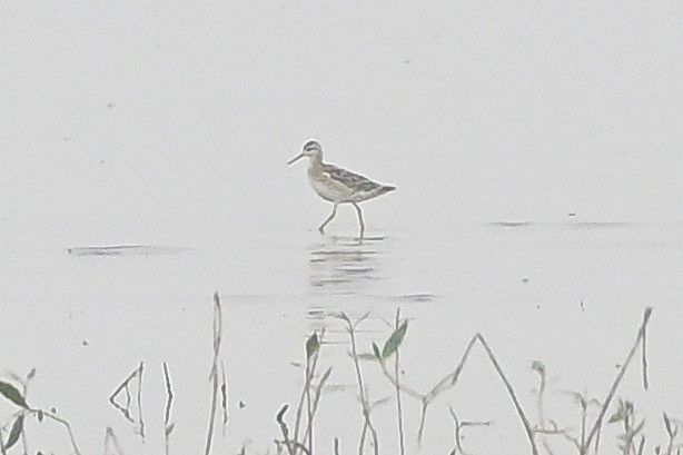 Wilson's Phalarope - Roger Beardmore