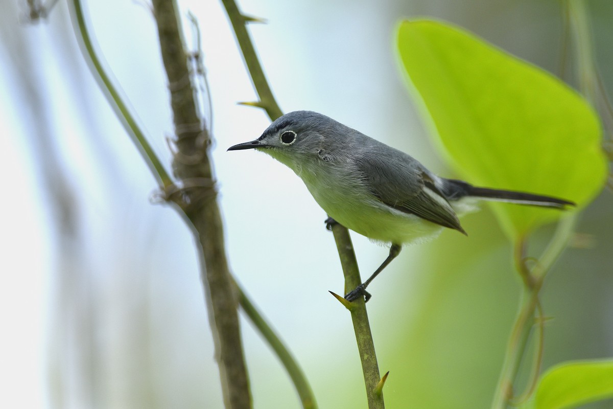 Blue-gray Gnatcatcher - ML358963821