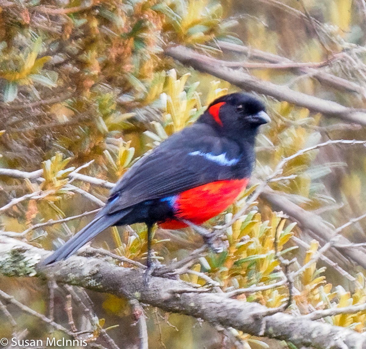 Scarlet-bellied Mountain Tanager - ML358963891