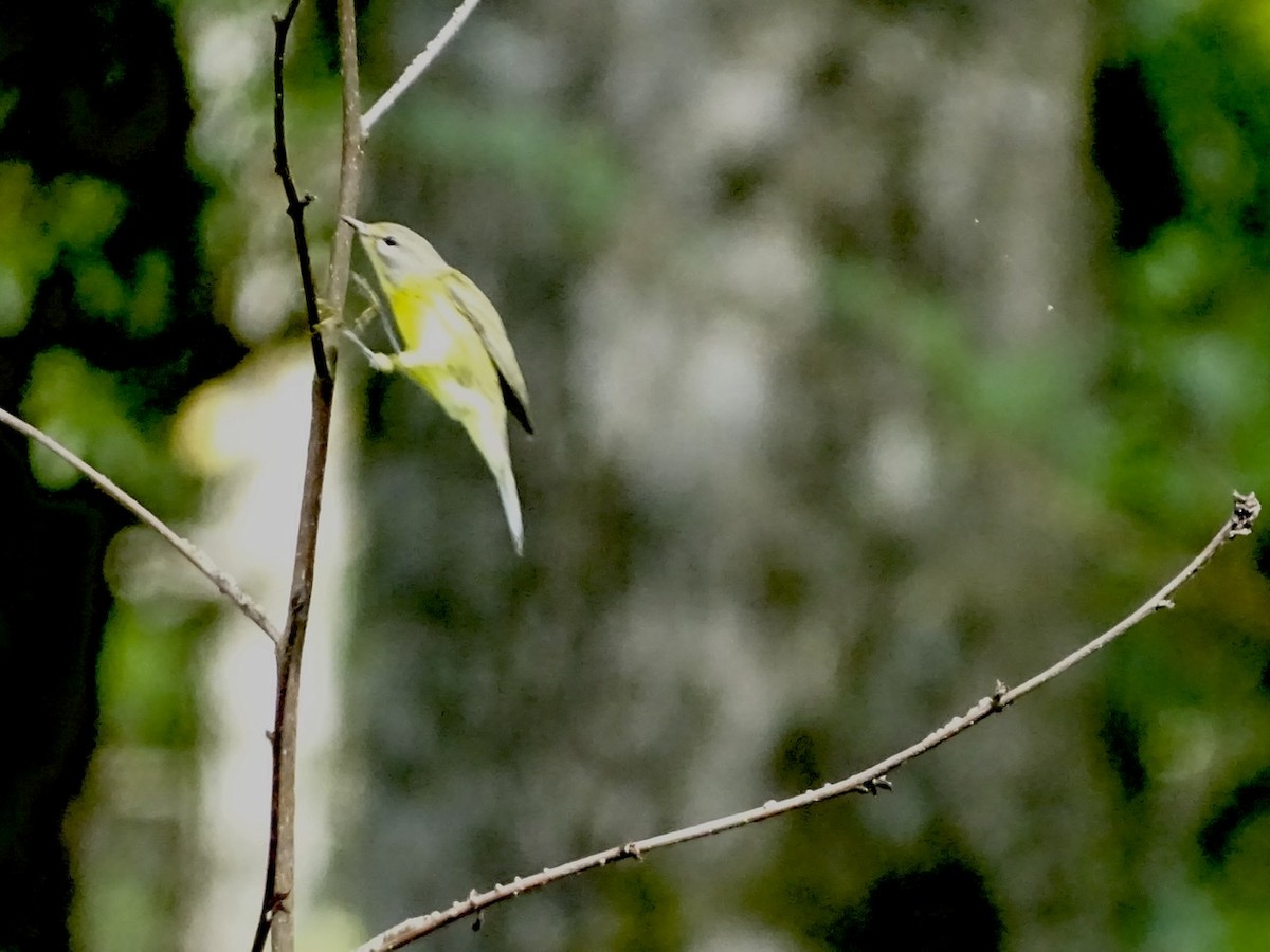 Prairie Warbler - ML358965181