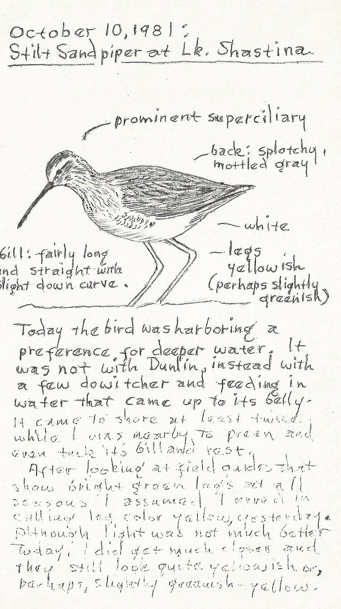 Stilt Sandpiper - ML358965271