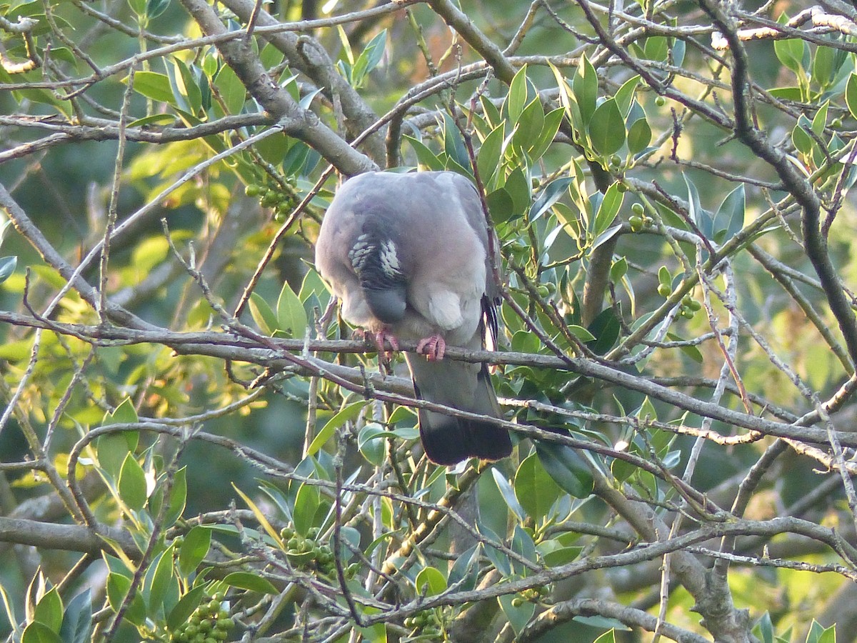 Common Wood-Pigeon - Coleta Holzhäuser