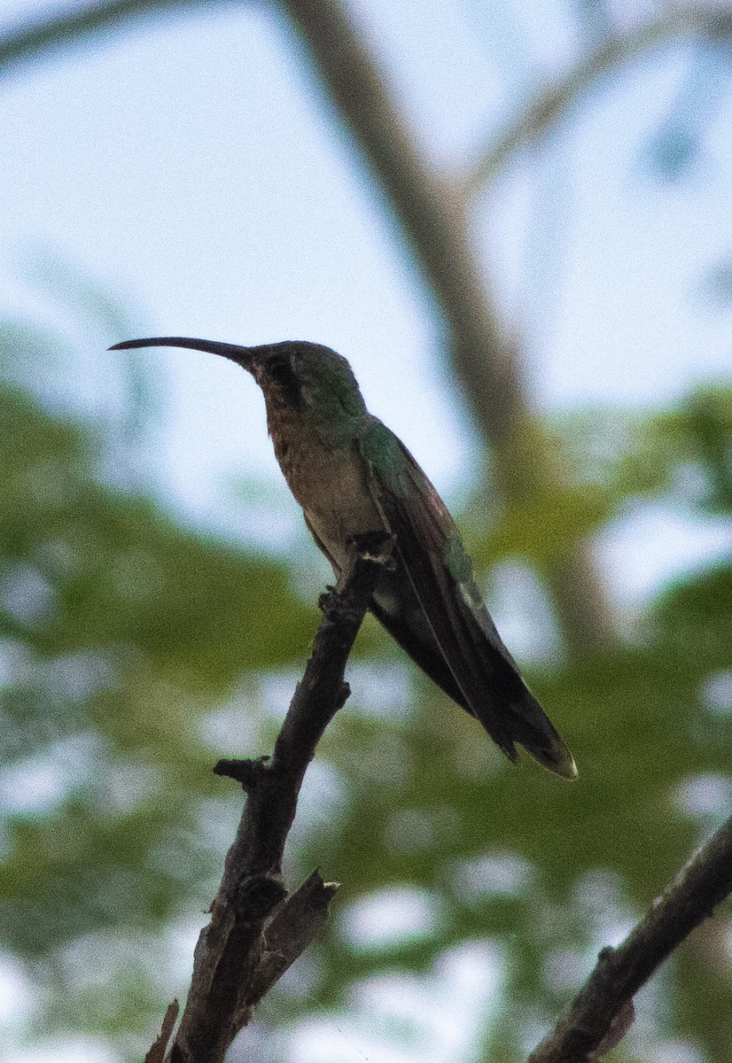 Colibrí Guainumbí - ML358967901