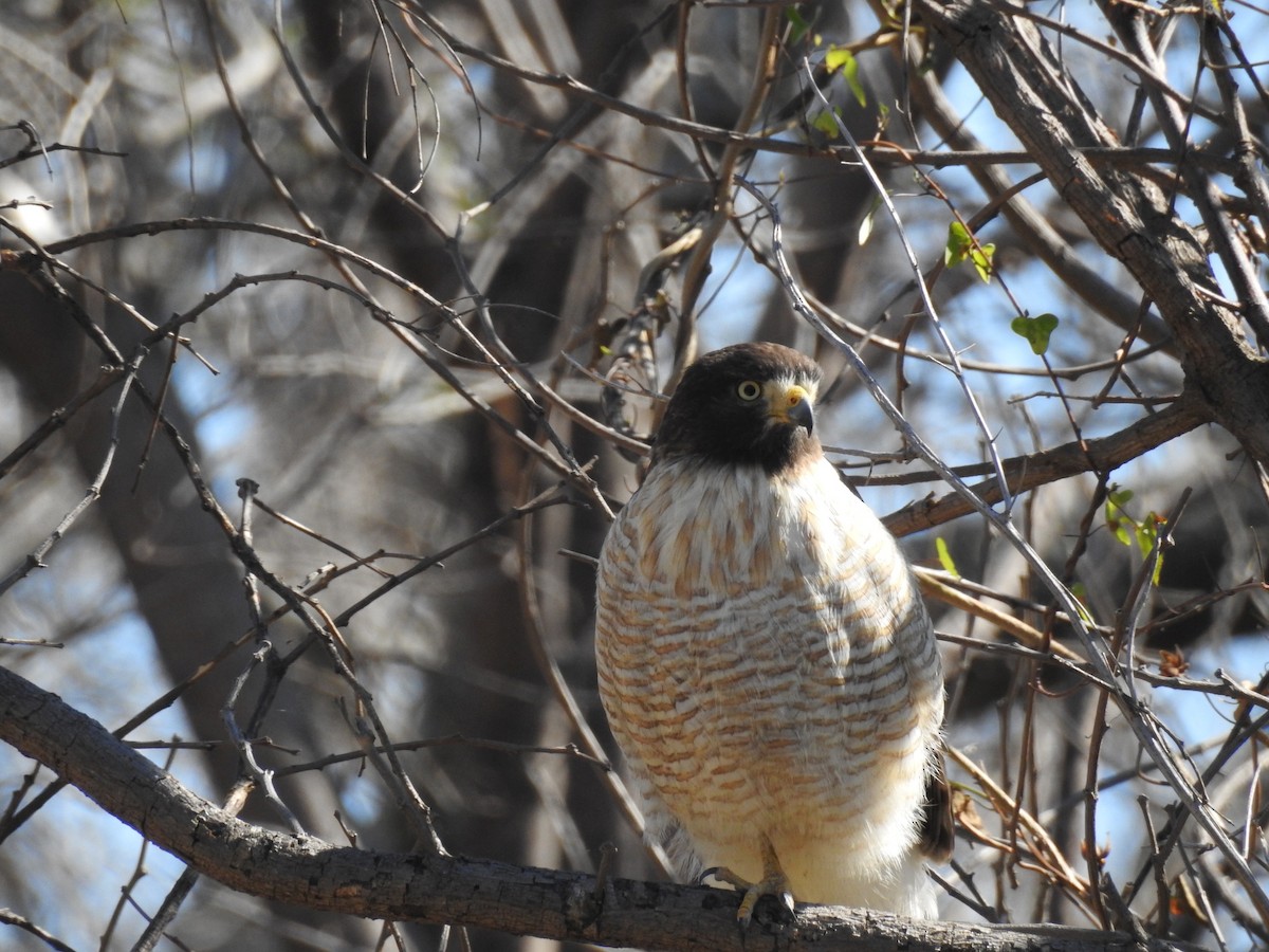 Roadside Hawk - Maximiliano Sager