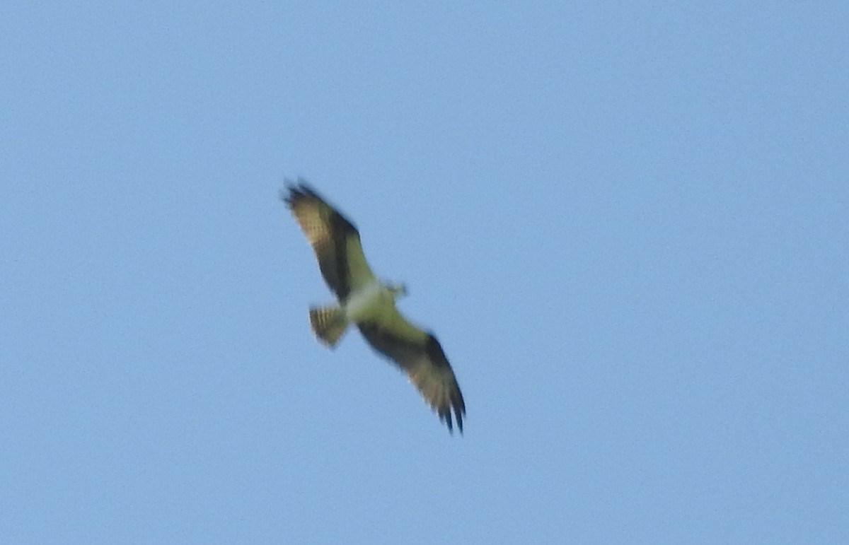 Osprey - ML358968671