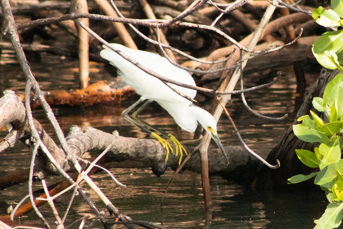 Snowy Egret - ML358969161