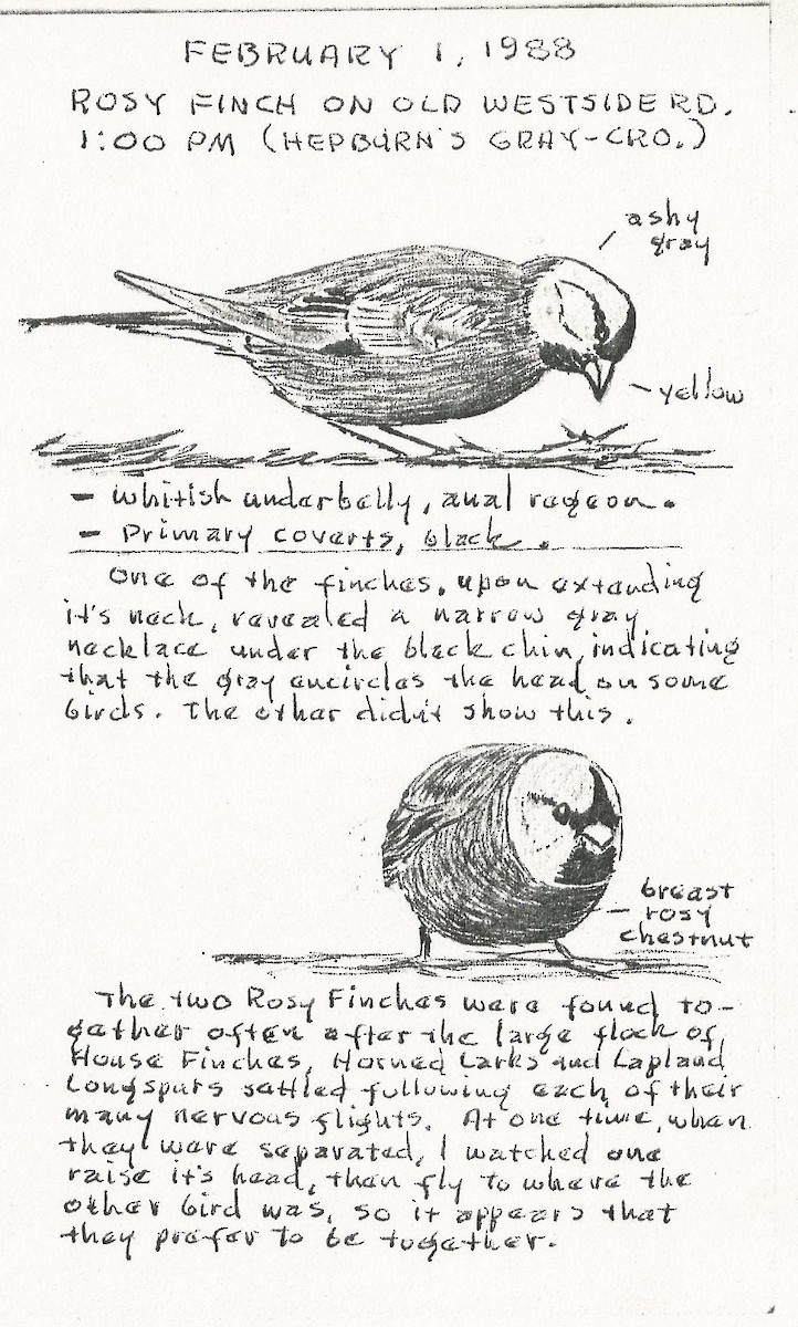 Gray-crowned Rosy-Finch (Hepburn's) - Ray Ekstrom